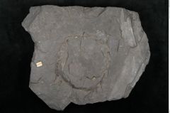 Foto (Detailansicht) von Sagenopteris rhoifolia Presl (NHMW-GEO-2024-0188-10648)